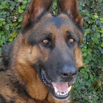 Flying B Pet Transportation - The BEAUTIFUL TANGO from West side GS Rescue,,he went to Arizona,, - Pet Transportation Near Me Flying B Pet Transportation - The BEAUTIFUL TANGO from West side GS Rescue,,he went to Arizona,, - Pet Transportation Near Me