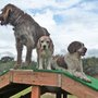 Photo of All Good Dogs Pet Resort