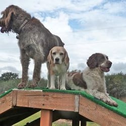 All Good Dogs Pet Resort - On the A-Frame