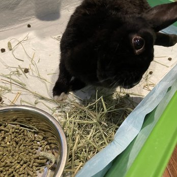ARCHVET Emergency Hospital - Mary says "thank you" in bunny! - Veterinarians Near Me - San Jose, California