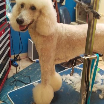 Dog House - Pet Groomers Near Me - Maineville, Ohio