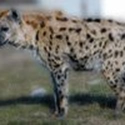 Safari de Peaugres - Provient du site internet