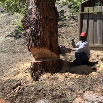 Tree65 Tree Care - Tree Services Near Me