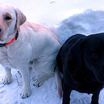 Center For Veterinary Care - Veterinarians Near Me - Millbrook, New York Center For Veterinary Care - Veterinarians Near Me - Millbrook, New York