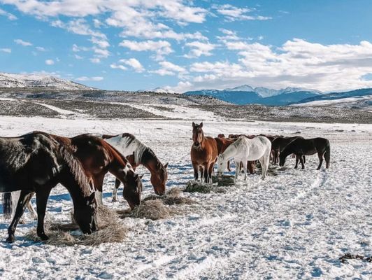 Collective Vail - a Retreat at 4 Eagle Ranch by null