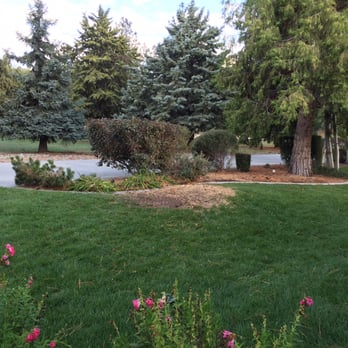 Mikes Tree Service - Removed a bark beetle pine and ground down the stump. - Tree Services Near Me