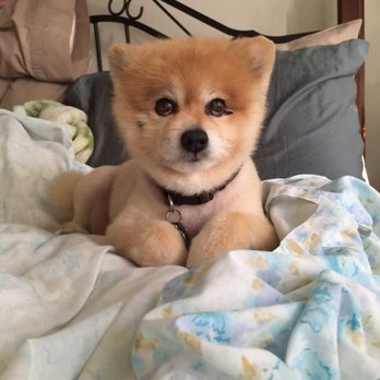 Bernie's Grooming - My puppy   MAX - Pet Groomers Near Me - San Francisco, California