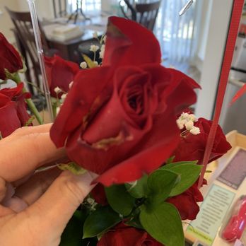 Victor's Florist - Diseased rose in a $255.00 "arrangement." - Florists Near Me - South Orange, New Jersey Victor's Florist - Diseased rose in a $255.00 "arrangement." - Florists Near Me - South Orange, New Jersey