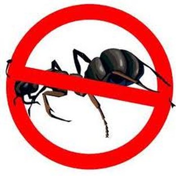 X Terminator Pest Control - Ant Control - Pest Control Near Me - Pompano Beach, Florida X Terminator Pest Control - Ant Control - Pest Control Near Me - Pompano Beach, Florida