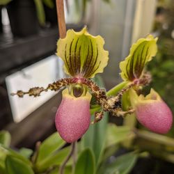 UC Davis Botanical Conservatory