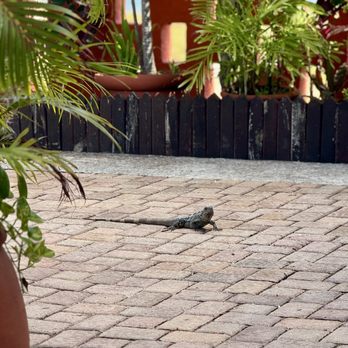 Pancho's Backyard - Friendly visitor on the patio - Mexican Near Me - San Miguel de Cozumel, ROO Pancho's Backyard - Friendly visitor on the patio - Mexican Near Me - San Miguel de Cozumel, ROO