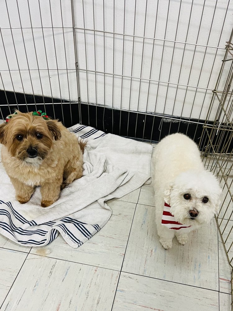 DOG HOUSE PET GROOMING SALON Updated October 2024 41 Photos & 22