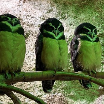 The Dallas World Aquarium - Aquariums Near Me - Dallas, Texas The Dallas World Aquarium - Aquariums Near Me - Dallas, Texas