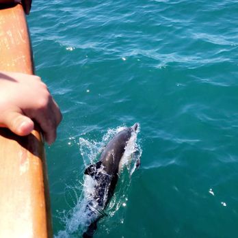 Newport Landing - Dolphin - Whale Watching Tours Near Me - Newport Beach, California