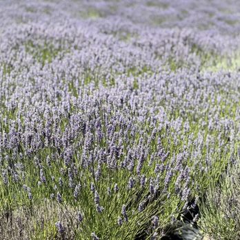 Monte-Bellaria Di California - Lavender - Farms Near Me - Sebastopol, California Monte-Bellaria Di California - Lavender - Farms Near Me - Sebastopol, California
