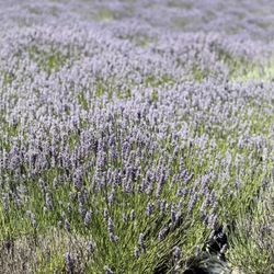 Monte-Bellaria Di California - Lavender