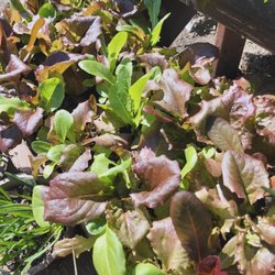 The Garden Company - Cool season veggie starts
