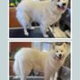 Photo of Sunset Creek Dog Grooming