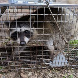 True Guard Pest and Wildlife