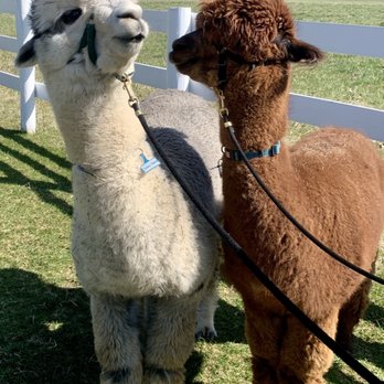 Bluebird Farm Alpacas - Looks like a couple arguing. LOL.... - Attraction Farms Near Me - Peapack, New Jersey Bluebird Farm Alpacas - Looks like a couple arguing. LOL.... - Attraction Farms Near Me - Peapack, New Jersey