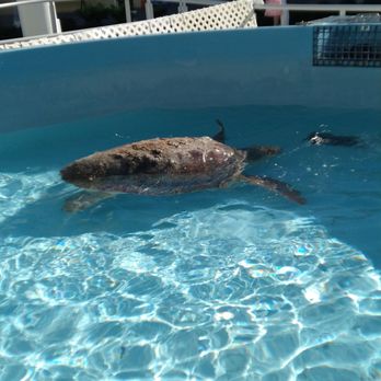 Loggerhead Marinelife Center - Turtle in recovery from pneumonia. - Community Service/Non-Profit Near Me - Juno Beach, Florida