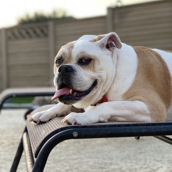Cedar Park Animal Clinic - She had the most beautiful smile - Veterinarians Near Me - Cedar Park, Texas Cedar Park Animal Clinic - She had the most beautiful smile - Veterinarians Near Me - Cedar Park, Texas