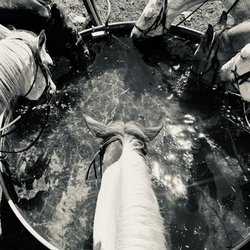 Bull Hill Guest Ranch - Trough time