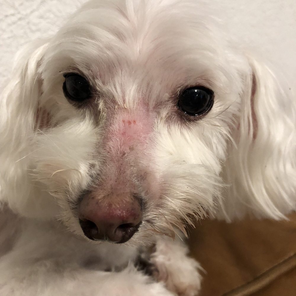 Mr Mutt Dog Wash - Pet Groomers Near Me - Rowlett, Texas Mr Mutt Dog Wash - Pet Groomers Near Me - Rowlett, Texas