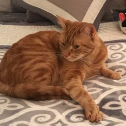 Macho Cat