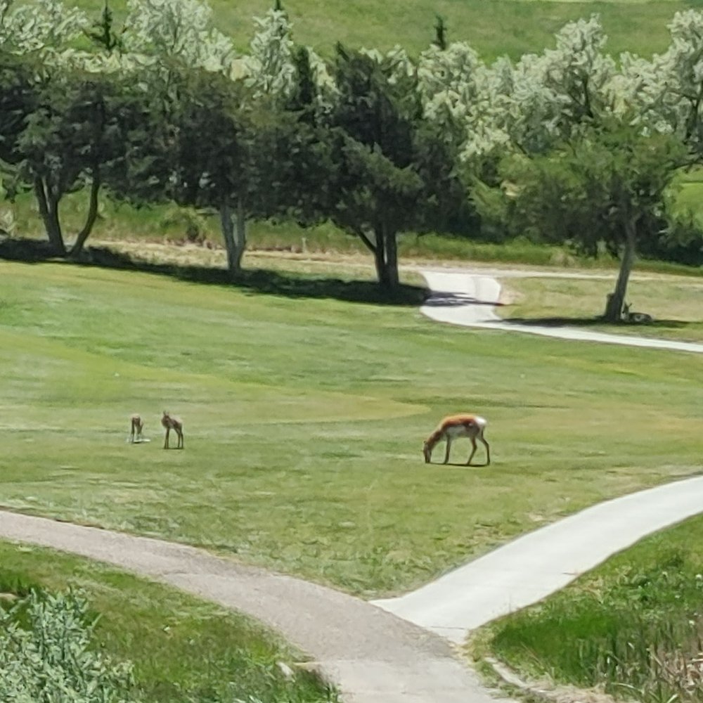 Casper Municipal Golf Course - Some antelopes that were on the course - Golf Near Me - Casper, Wyoming Casper Municipal Golf Course - Some antelopes that were on the course - Golf Near Me - Casper, Wyoming