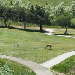 Casper Municipal Golf Course - Some antelopes that were on the course
