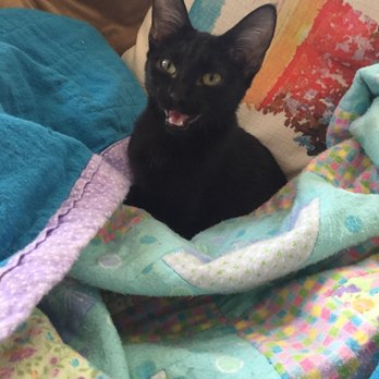Friends For Life - Animal Shelters Near Me - Houston, Texas