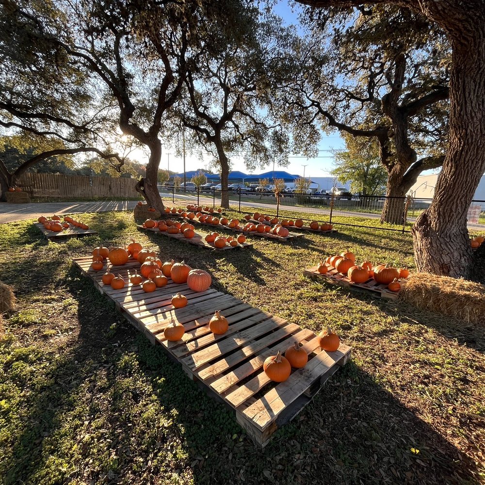 Butterfly Coffee - Pumpkin patch out front of the coffee shop - Coffee & Tea Near Me - San Antonio, Texas Butterfly Coffee - Pumpkin patch out front of the coffee shop - Coffee & Tea Near Me - San Antonio, Texas