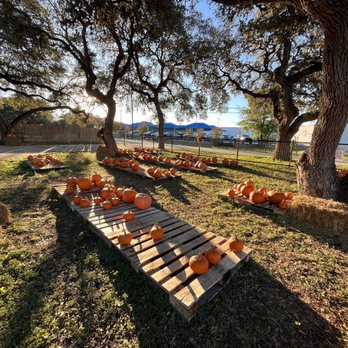 Butterfly Coffee - Pumpkin patch out front of the coffee shop - Coffee & Tea Near Me - San Antonio, Texas Butterfly Coffee - Pumpkin patch out front of the coffee shop - Coffee & Tea Near Me - San Antonio, Texas
