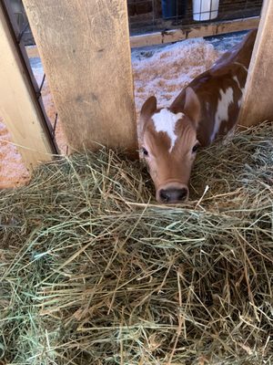 Benedikt Dairy by null