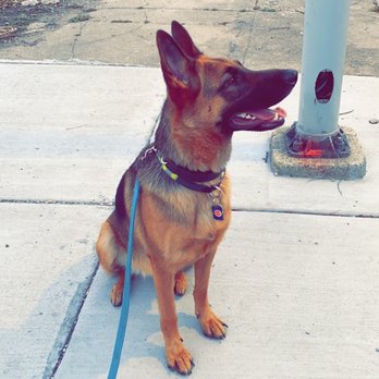 Butt Waggin Tails - Hailey was doing an amazing job with "sit/stay" - Pet Sitting Near Me