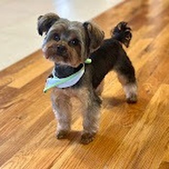 Chic Doggie - Pet Groomers Near Me - Newark, New Jersey