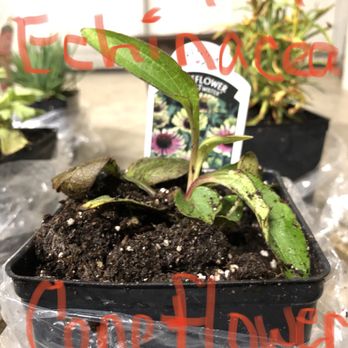 GrowJoy - Photo -GrowJoy requested- documenting plants I did receive. - Nurseries & Gardening Near Me - Berne, Indiana GrowJoy - Photo -GrowJoy requested- documenting plants I did receive. - Nurseries & Gardening Near Me - Berne, Indiana