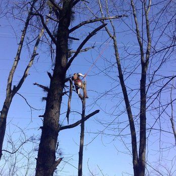 Old Timey Trees - Many years of experience around high voltage power lines. - Tree Services Near Me Old Timey Trees - Many years of experience around high voltage power lines. - Tree Services Near Me