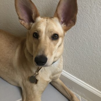 Doggy Daze - Tulip after her trip to the groomer! - Pet Groomers Near Me - Phoenix, Arizona Doggy Daze - Tulip after her trip to the groomer! - Pet Groomers Near Me - Phoenix, Arizona