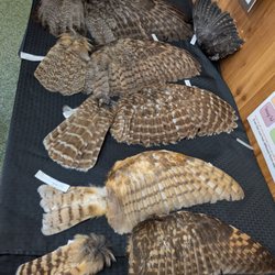 International Owl Center
