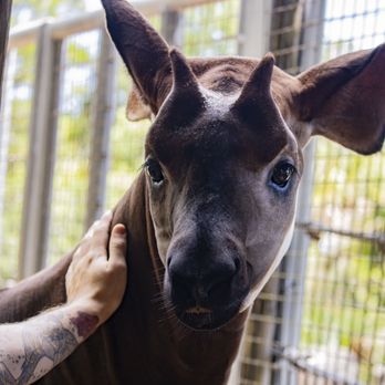 Brevard Zoo - Get ready for an unforgettable encounter with one of the animal kingdom's most elusive creatures--the okapi! Book ahead for this encounter! - Zoos Near Me - Melbourne, Florida Brevard Zoo - Get ready for an unforgettable encounter with one of the animal kingdom's most elusive creatures--the okapi! Book ahead for this encounter! - Zoos Near Me - Melbourne, Florida