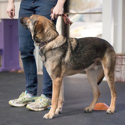 Lucky Dog Training Center - Hawke demonstrating loose leash walking