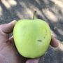 Photo of Portland Nursery Annual Apple Tasting Event