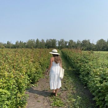 Horse Hill Berry Farm - Farms Near Me - Edmonton, Alberta
