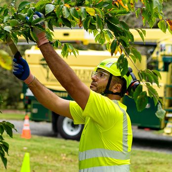 Bartlett Tree Experts - Tree Services Near Me - Stevensville, Maryland Bartlett Tree Experts - Tree Services Near Me - Stevensville, Maryland