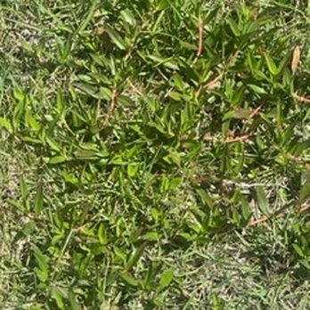 Brock Lawn & Pest Control - Pest Control Near Me - Lynn Haven, Florida Brock Lawn & Pest Control - Pest Control Near Me - Lynn Haven, Florida