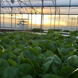 Merchant's Garden
