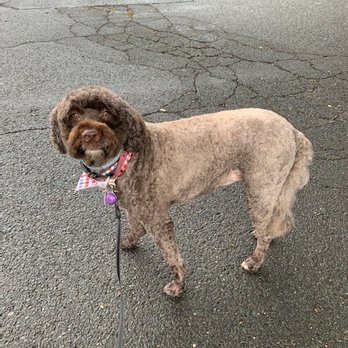 Petco - Pet Training Near Me - Avon, Connecticut