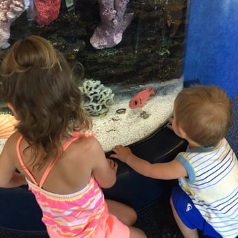 A Paul S Bell, DDS - A huge fish tank keeps the kid occupied while waiting. - Pediatric Dentists Near Me - Victorville, California A Paul S Bell, DDS - A huge fish tank keeps the kid occupied while waiting. - Pediatric Dentists Near Me - Victorville, California